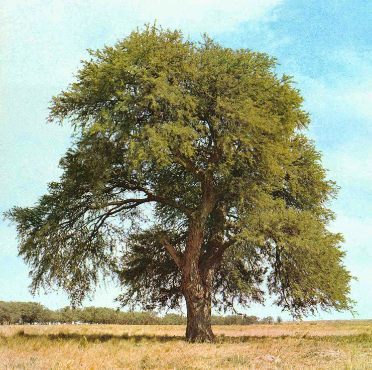 Sangri-Tree