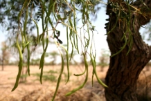 Sangri-beans-on-the-plant