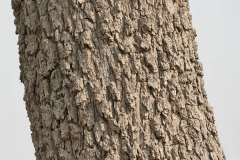 Bark-of-Sangri