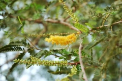 Flowers-of-Sangri