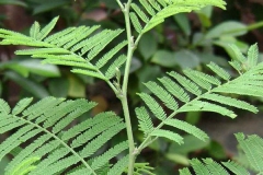 Leaves-of-Sangri