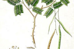 Plant-Illustration-of-Sangri