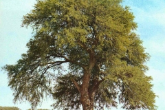 Sangri-Tree