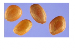 Seeds-of-Sangri