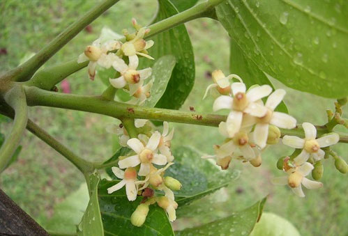 Flowers-of-Santol-fruit-plant