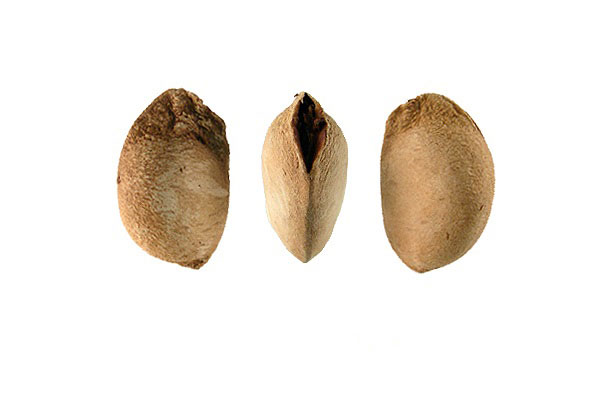 Seeds-of-Santol-fruit