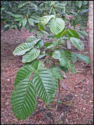 Small-plant-of-Santol-fruit