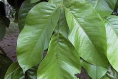 Leaves-of-Santol-fruit