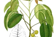 Plant-Illustration-of-Santol-fruit