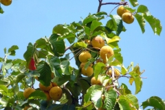 Ripe-Santol-fruit-on-the-tree