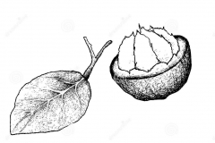 Sketch-of-Santol-fruit
