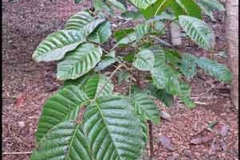 Small-plant-of-Santol-fruit
