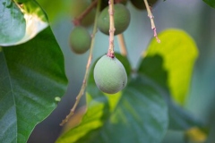 Unripe-Santol-fruit-on-the-tree