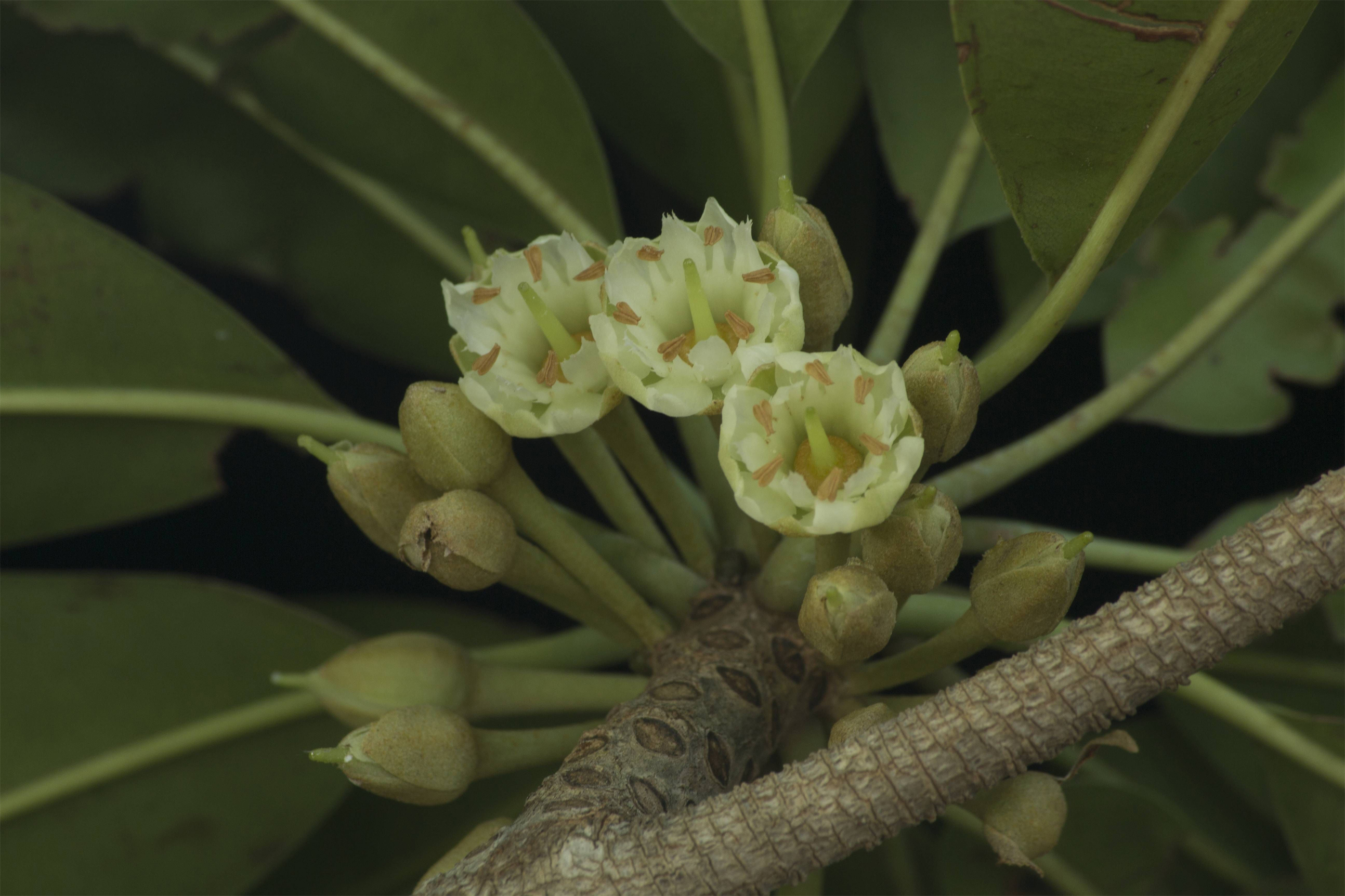 Close-up-flower-of-Sapodilla