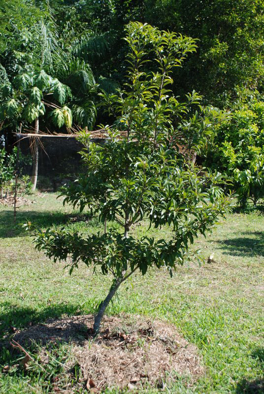 Sapodilla-tree