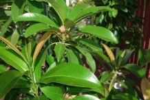 Leaves-of-Sapodilla