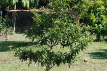 Sapodilla-tree