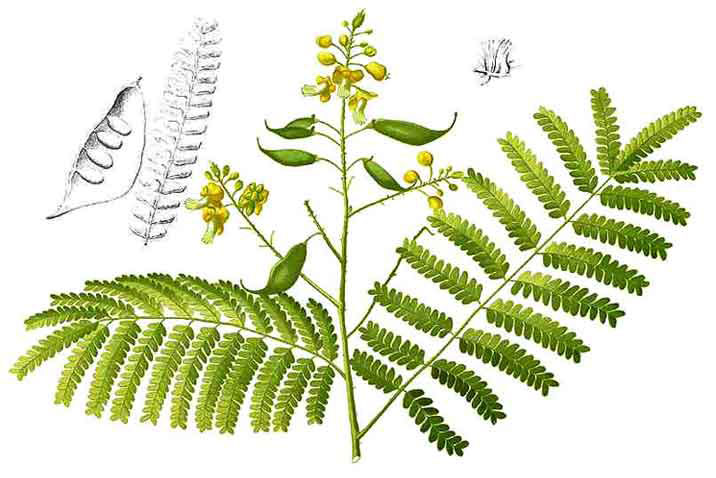 Plant-Illustration-of-Sappanwood