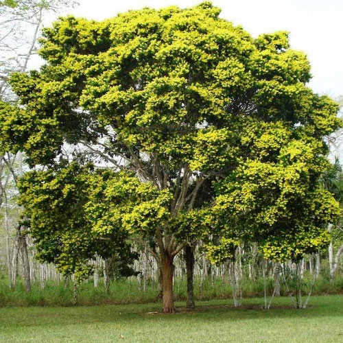 Sappanwood-tree