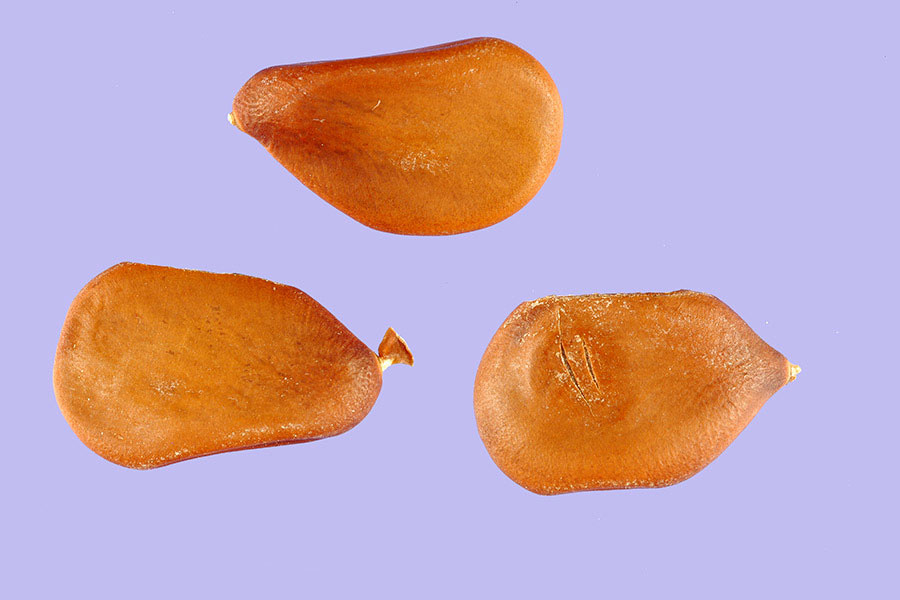 Seeds-of-Sappanwood