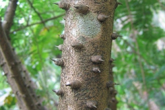 Bark-of-Sappanwood