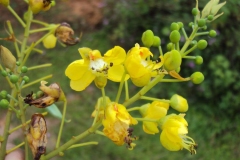 Flowers-of-Sappanwood
