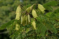 Immature-fruits-of-Sappanwood-on-the-tree