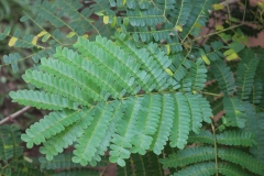 Leaves-of-Sappanwood