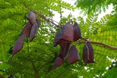 Mature-fruits-of-Sappanwood