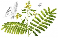 Plant-Illustration-of-Sappanwood