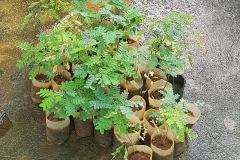 Sappanwood-Saplings