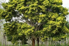 Sappanwood-tree