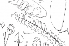 Sketch-of-Sappanwood