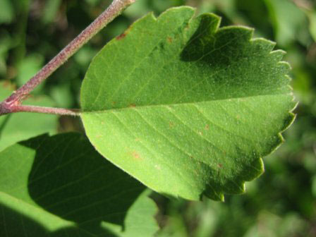 Leaves-of-Saskatoon
