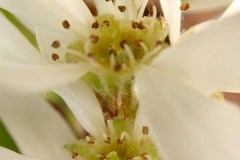 Closer-view-of-flower-of-Saskatoon