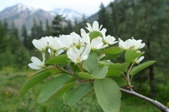 Flower-of-Saskatoon