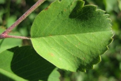Leaves-of-Saskatoon