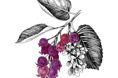 Plant-Illustration-of-Saskatoon