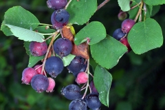 Saskatoon-fruits-on-the-plant