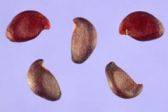 Seeds-of-Saskatoon