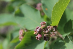 Unripe-fruits-of-Saskatoon