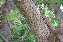 Sassafras-bark-Fenchelholzbaum