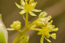 Sassafras-flower-Sasafrasa