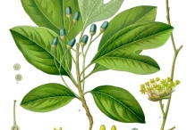 Sassafras-illustration-Sassefras