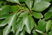 Sassafras-leaves-Sasafraso