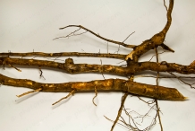 Sassafras-root-Sassafrás