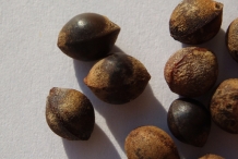 Sassafras-seeds-Cay de vang
