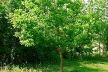 Sassafras-tree-Cây de vàng