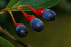 Sassafras-berry-Sasafras