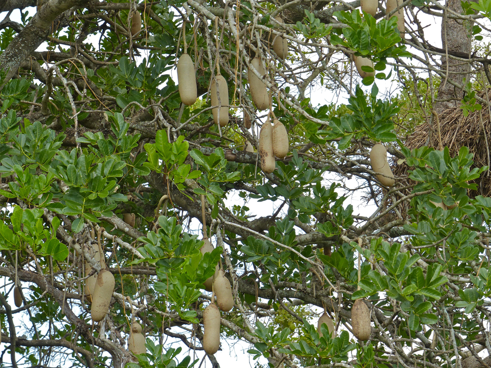 Fruits-in-a-tree